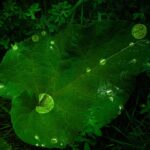 Large green leaf with water droplets.