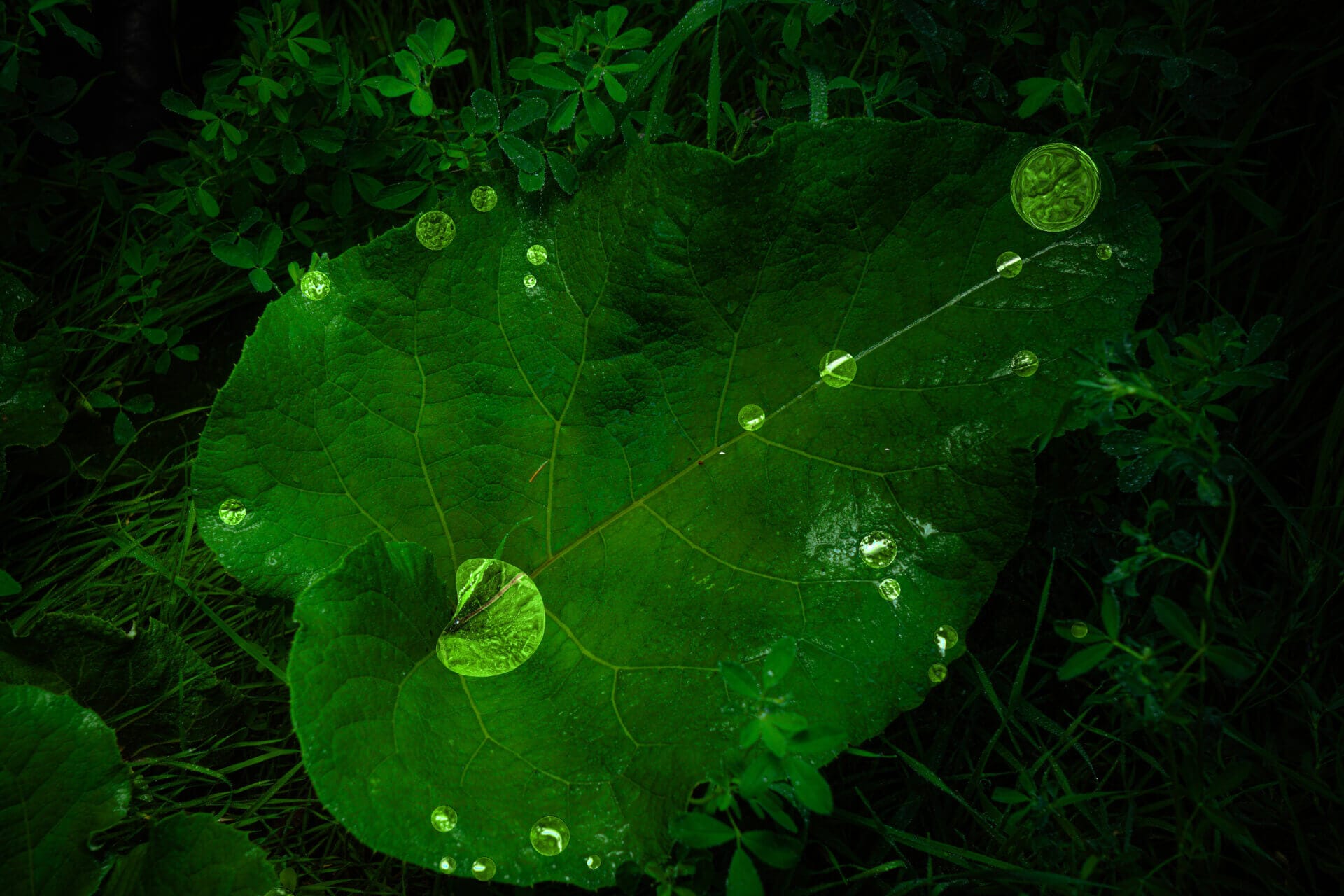 Large green leaf with water droplets.