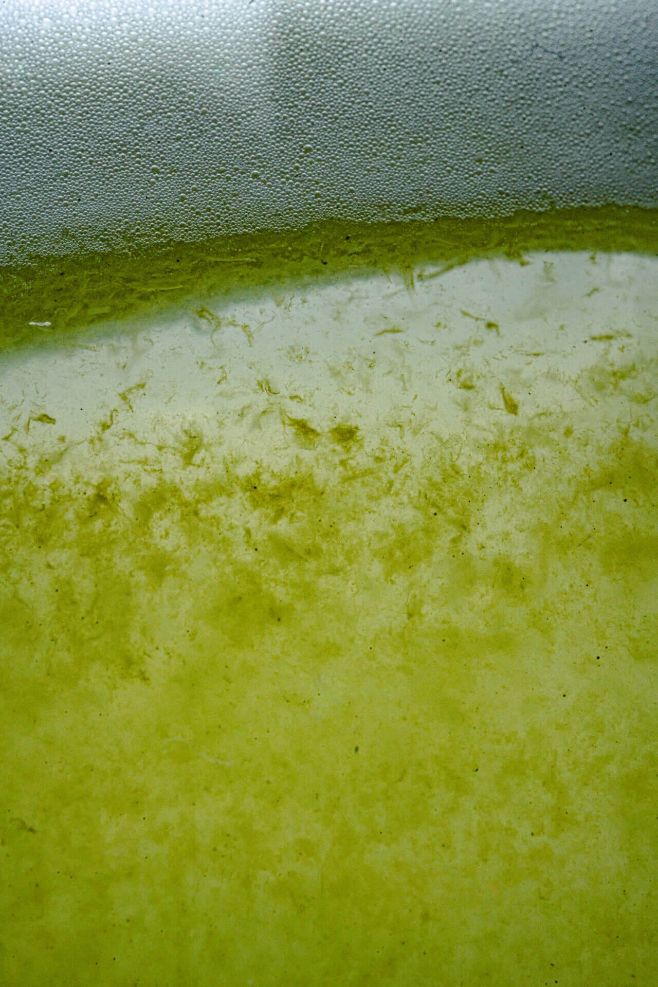 Green liquid with floating particles and foam.
