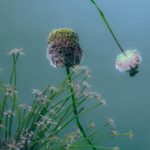 Delicate flowers with thin green stems.