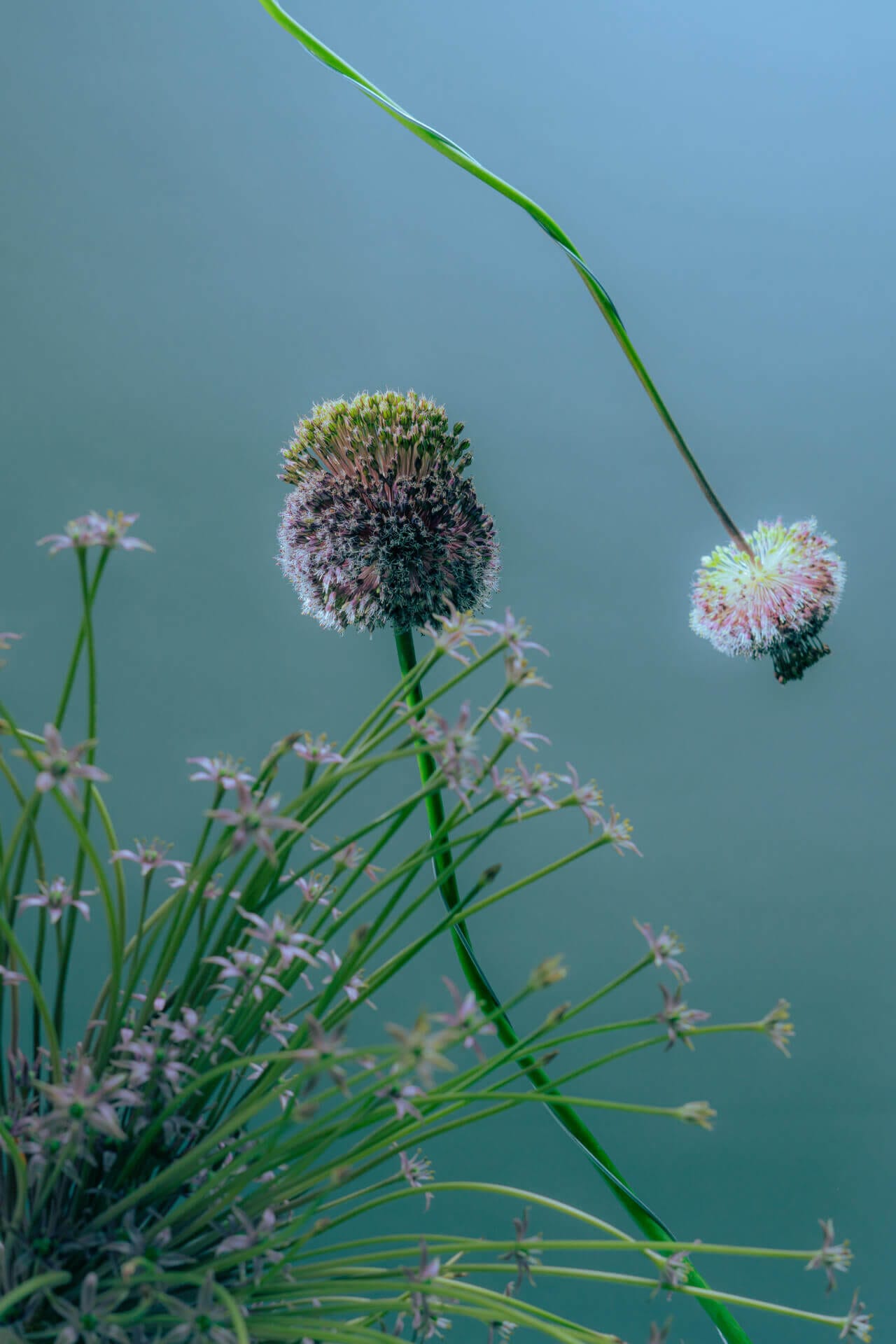 Delicate flowers with thin green stems.